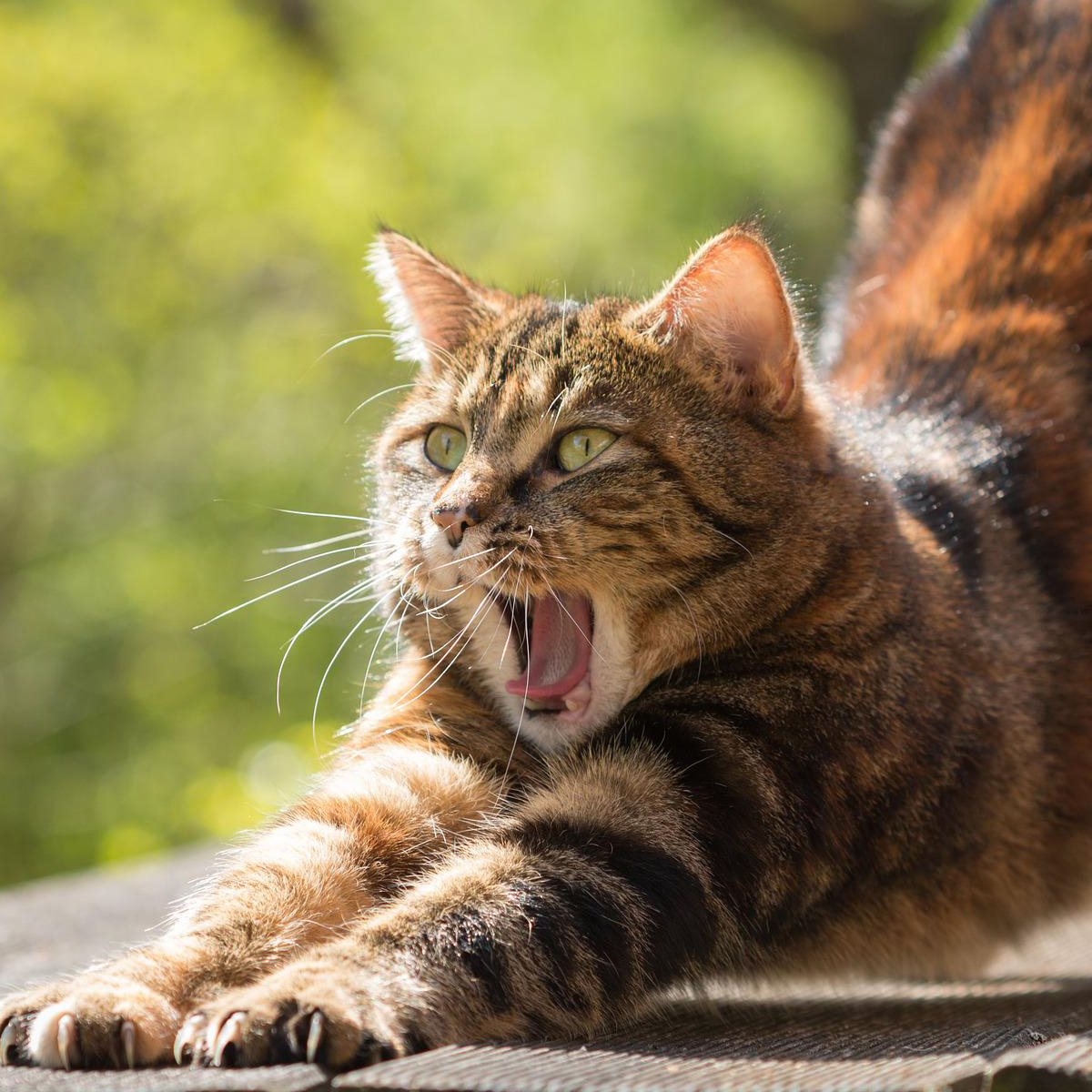 A yawning cat