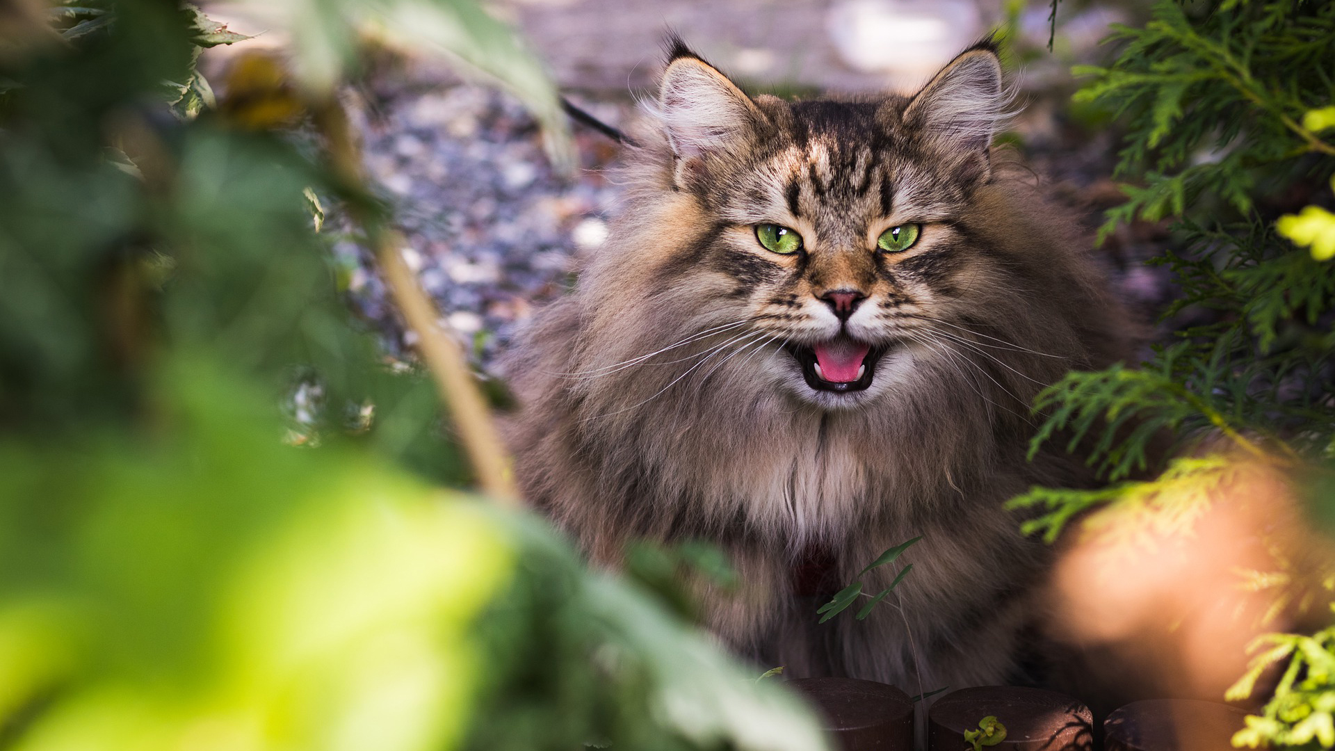 Siberian Cat